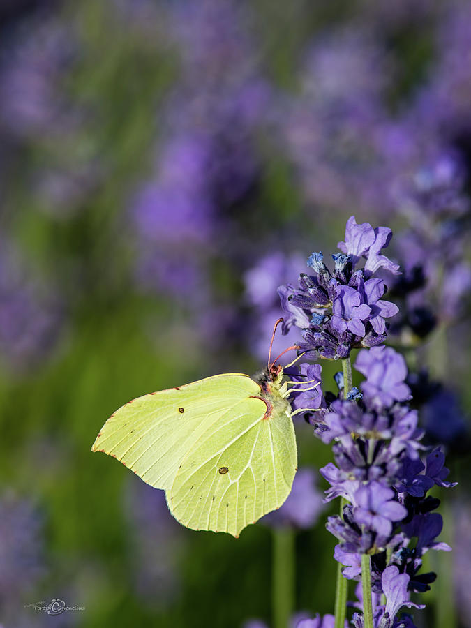 Brimstone butterfly and the lavender Photograph by Torbjorn Swenelius