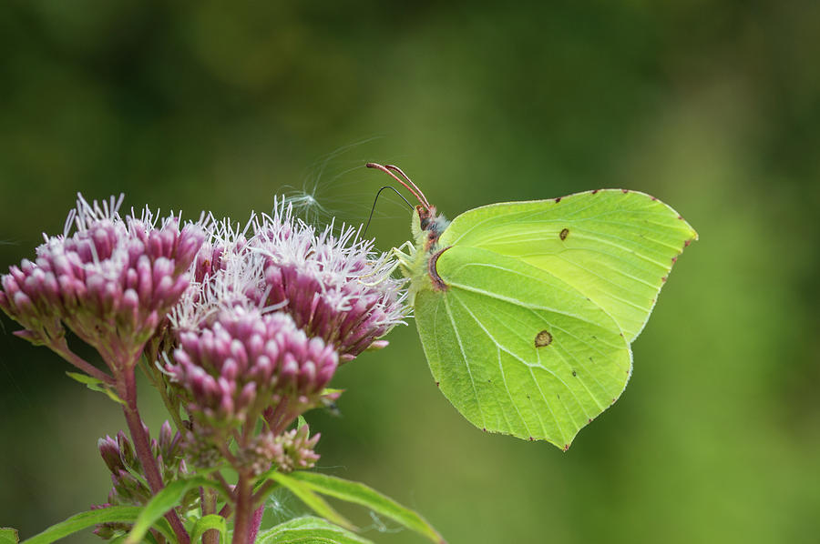 Brimstone Butterfly Photograph by Stephen Jenkins - Fine Art America