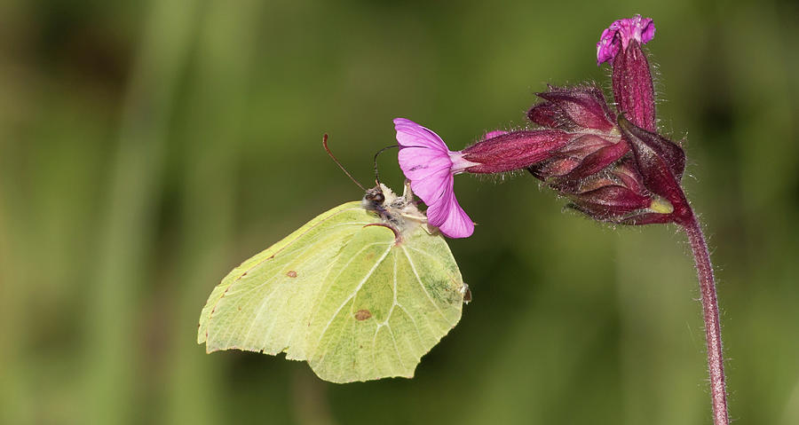 Brimstone Butterfly Photograph by Wendy Cooper