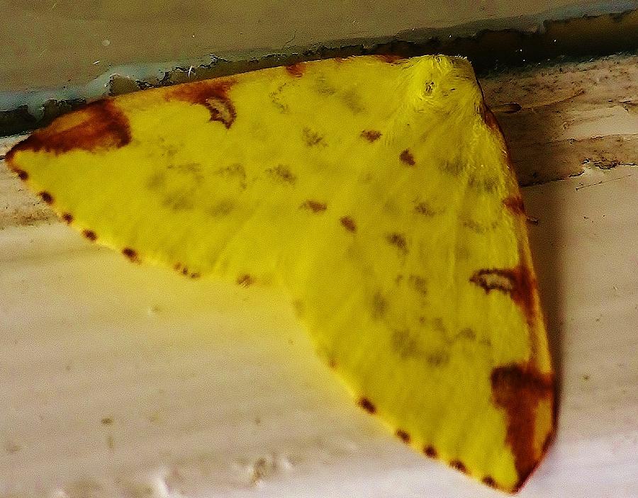 Brimstone Moth Photograph by Richard Brookes