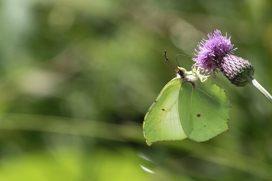Brimstone Photograph by Wendy Cooper