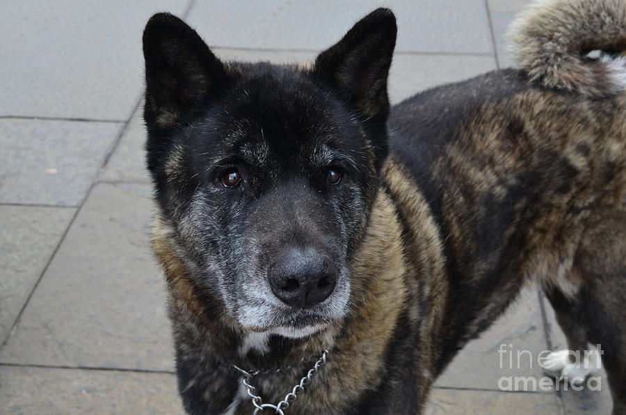 Brindle akita hot sale puppy