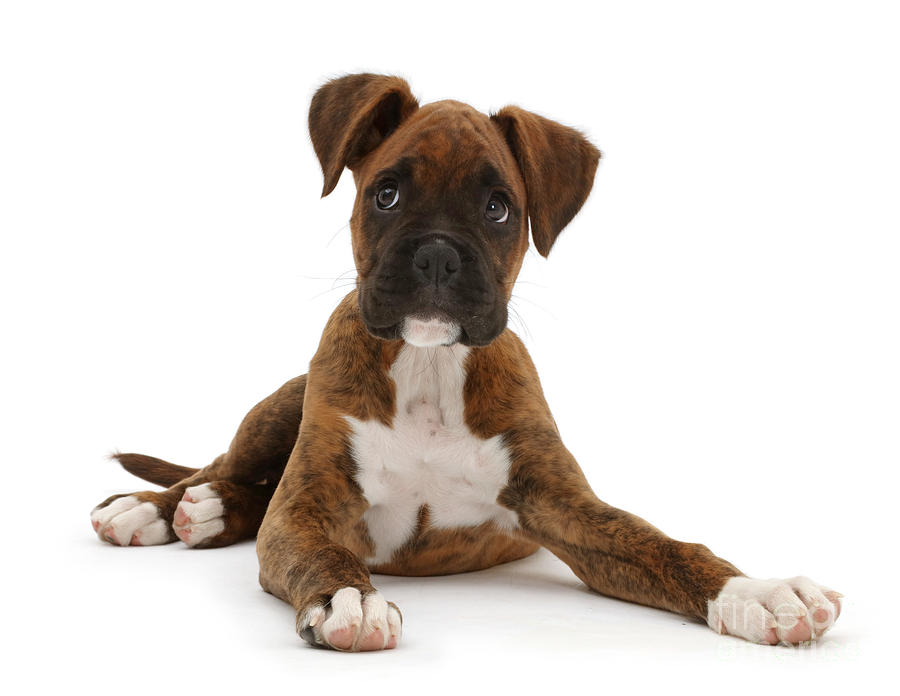 Brindle Boxer Puppy Photograph by Mark Taylor