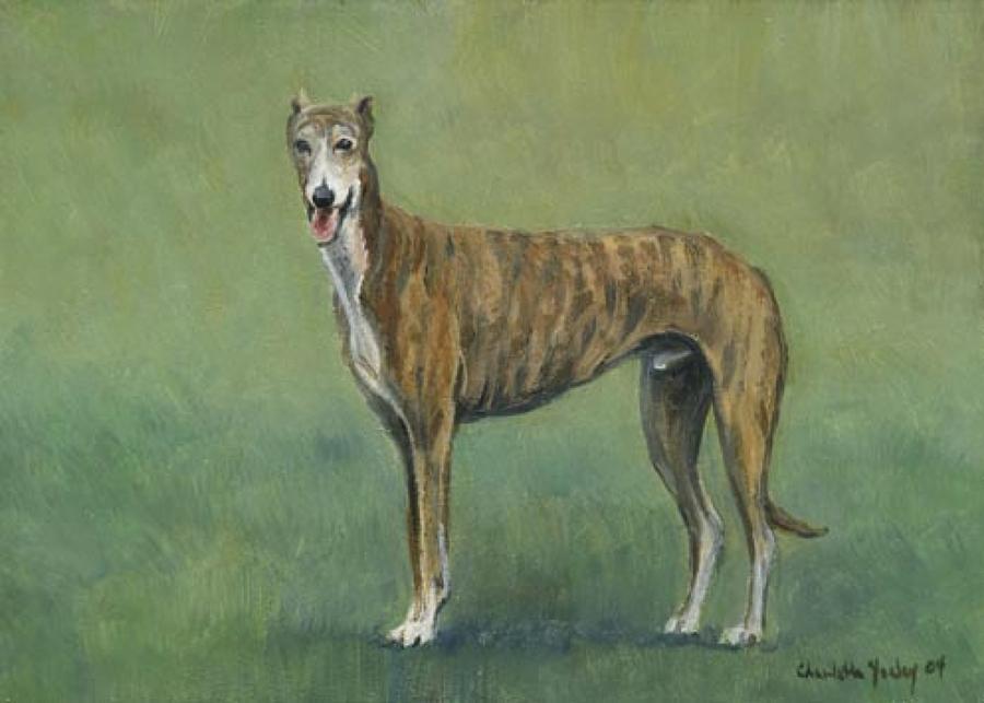 Brindle Greyhound Painting by Charlotte Yealey