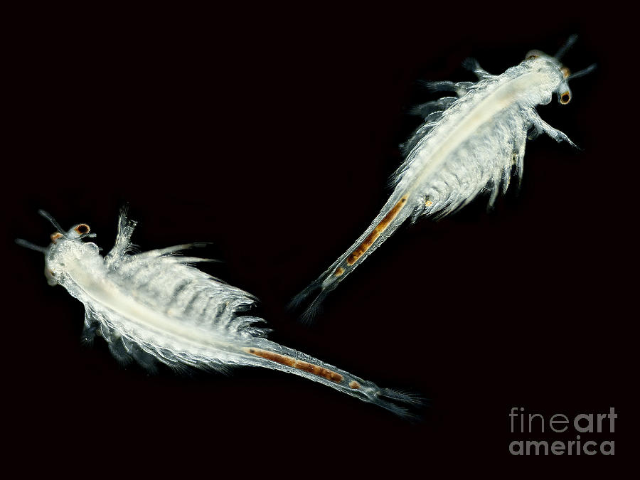 Brine Shrimp, Artemia Salina, Lm Photograph by Rub�n Duro/BioMEDIA
