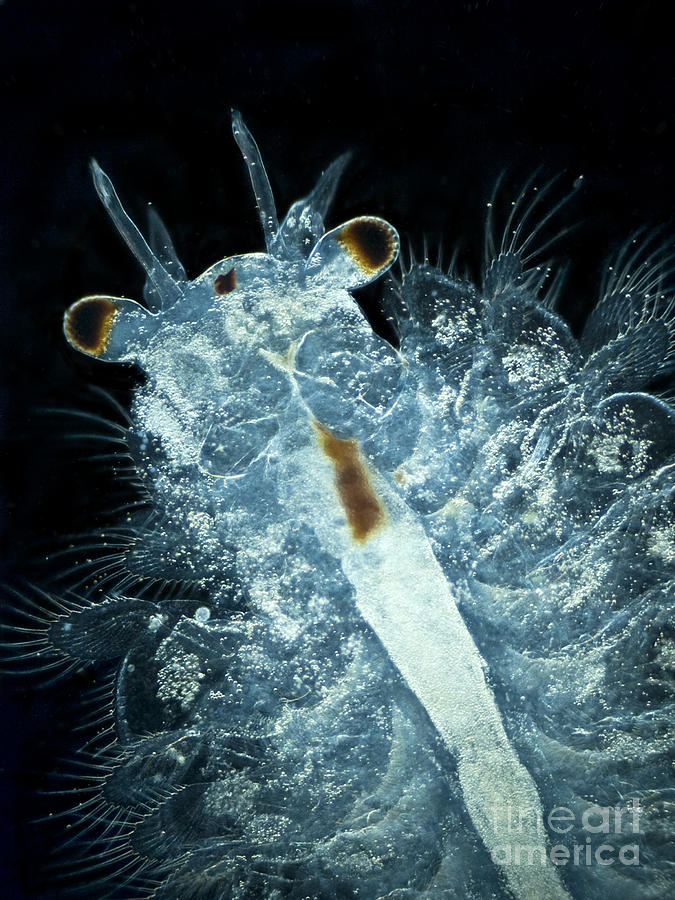 Brine Shrimp Artemia Salina Photograph by Rub�n Duro/BioMEDIA ASSOCIATES  LLC - Pixels