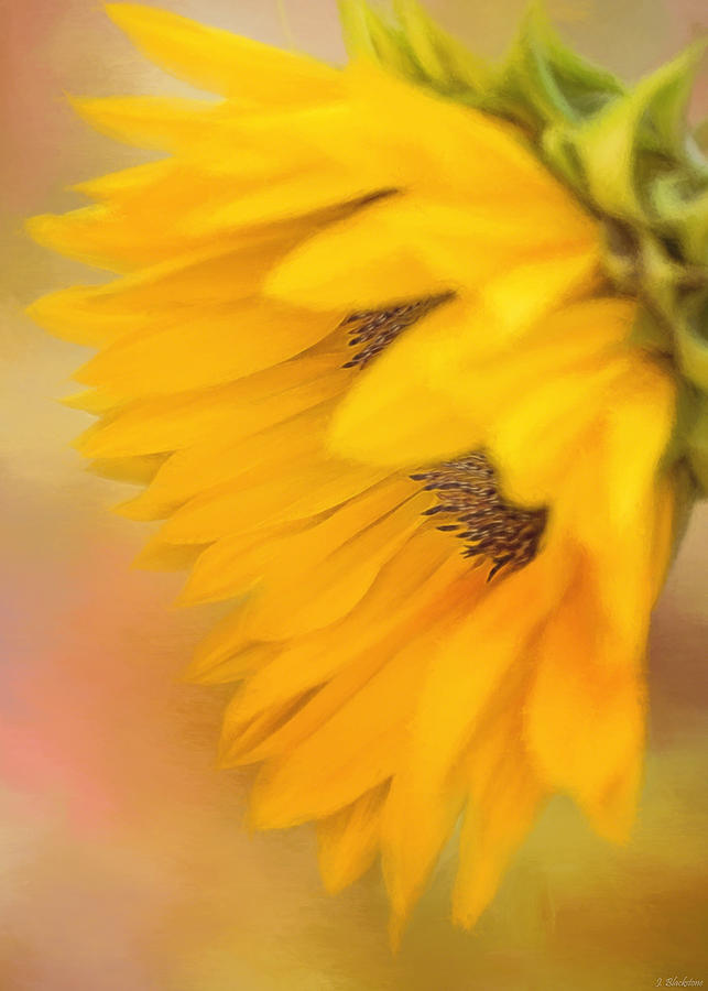 Nature Painting - Bring Sunshine - Sunflower Art by Jordan Blackstone