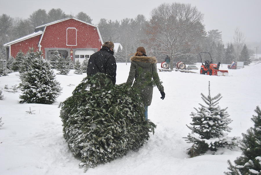Bringing home the Christmas tree Photograph by Pamela Keene - Fine Art ...