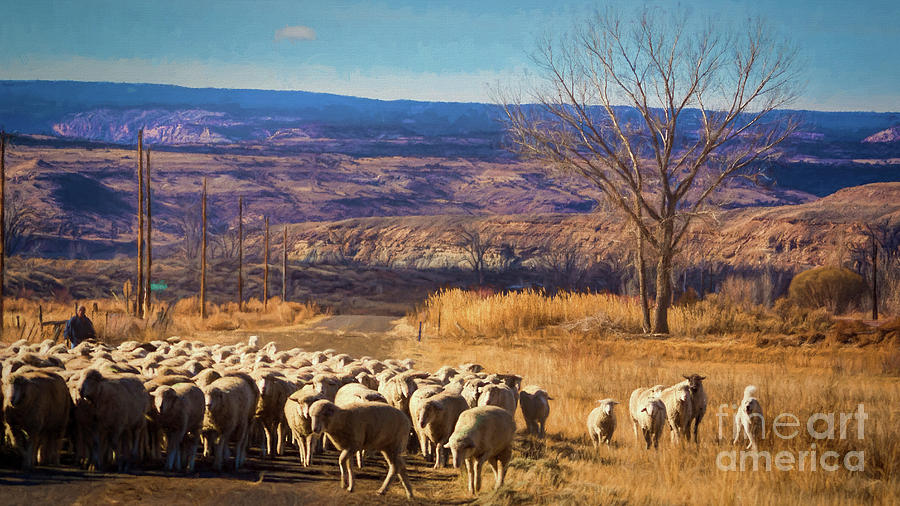 Sheep Photograph - Bringing Up The Rear by Janice Pariza