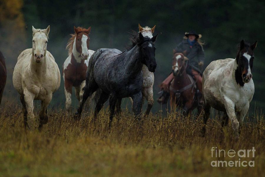 Horse Photograph - Brining them In by Danny Nestor