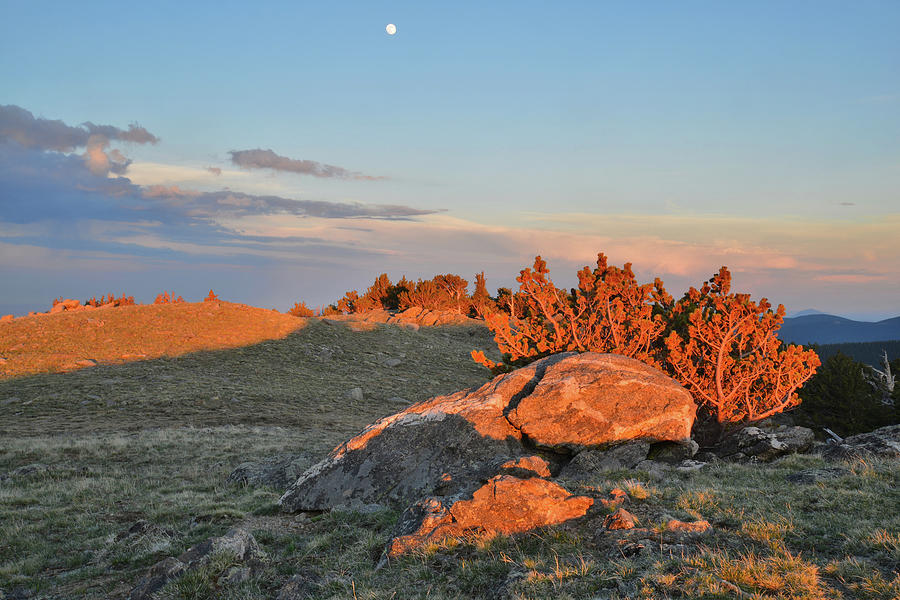 Bristecone Sunset and Moonrise on Mt. Evans Photograph by Ray Mathis