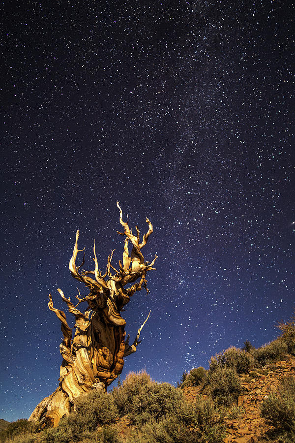 Bristelcone pine Photograph by Davorin Mance