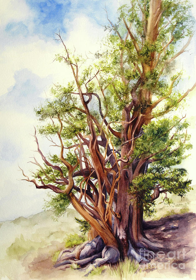 Bristle Cone Pine Painting by Bonnie Rinier