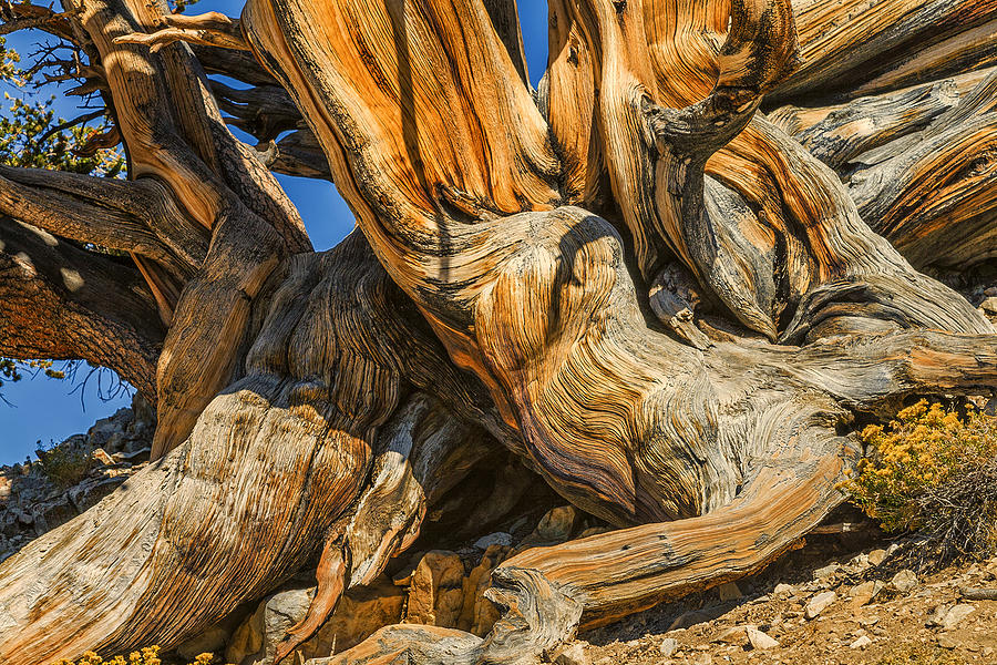 Bristle Cone Pine Tree White Mtns CA color IMG 6799 Photograph by Greg Kluempers