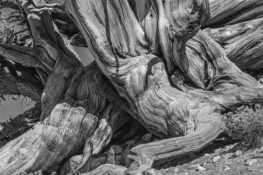 Bristle Cone Pine Tree White Mtns CA IMG 6799 Photograph by Greg Kluempers