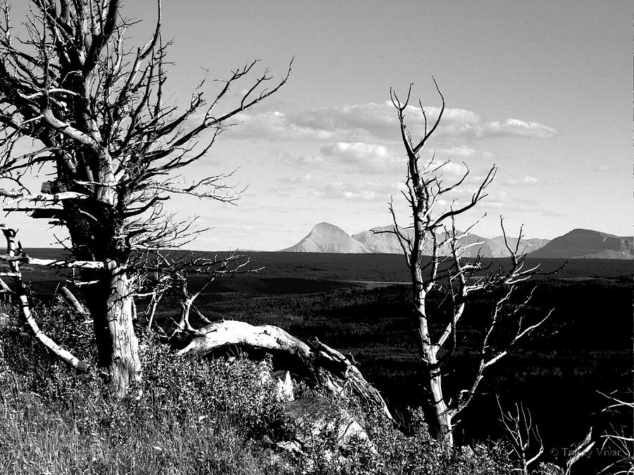 Bristle Cone Pines With Divide Mountain In Black And White Photograph