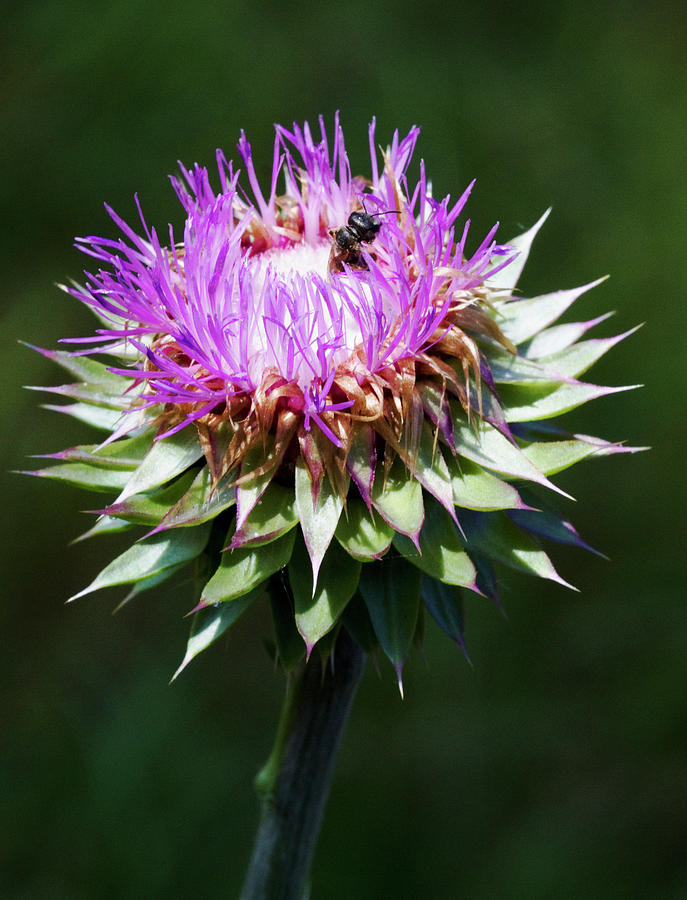 Bristle Thistle and Bee Photograph by Kathy Clark