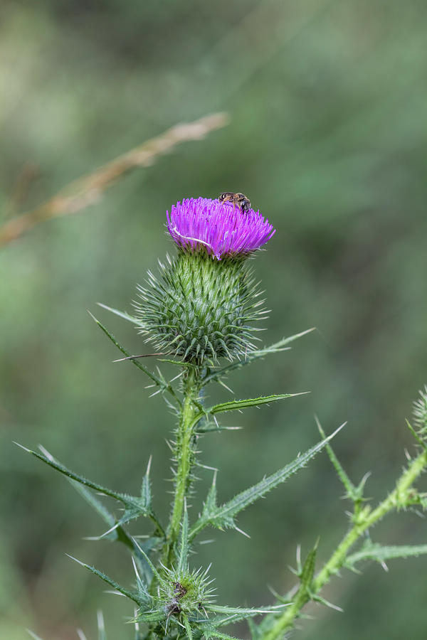 Bristle Thistle Bud and Bee Photograph by Kathy Clark