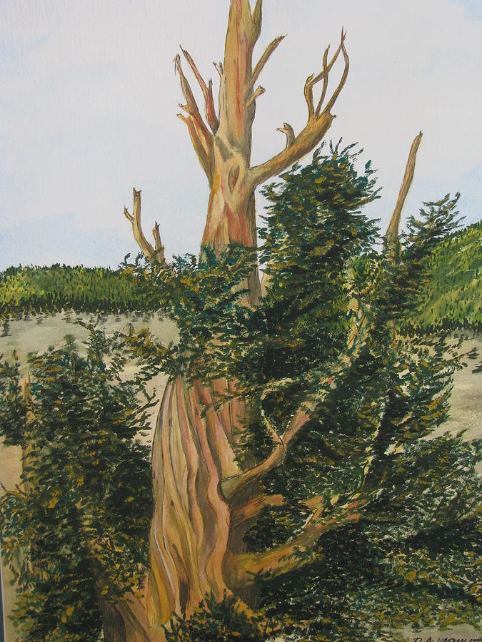 Bristle Wood Pine Painting by Dale Yarmuth