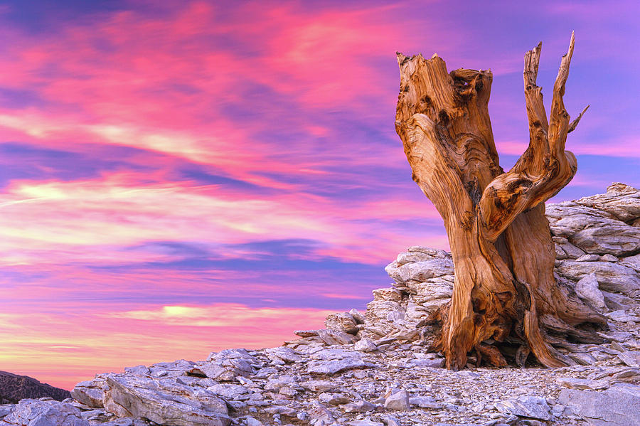 Bristlecone at Sunset Photograph by Eric Foltz