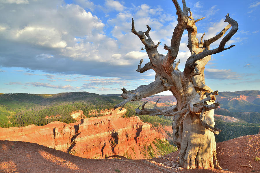 Bristlecone Breaks Photograph by Ray Mathis