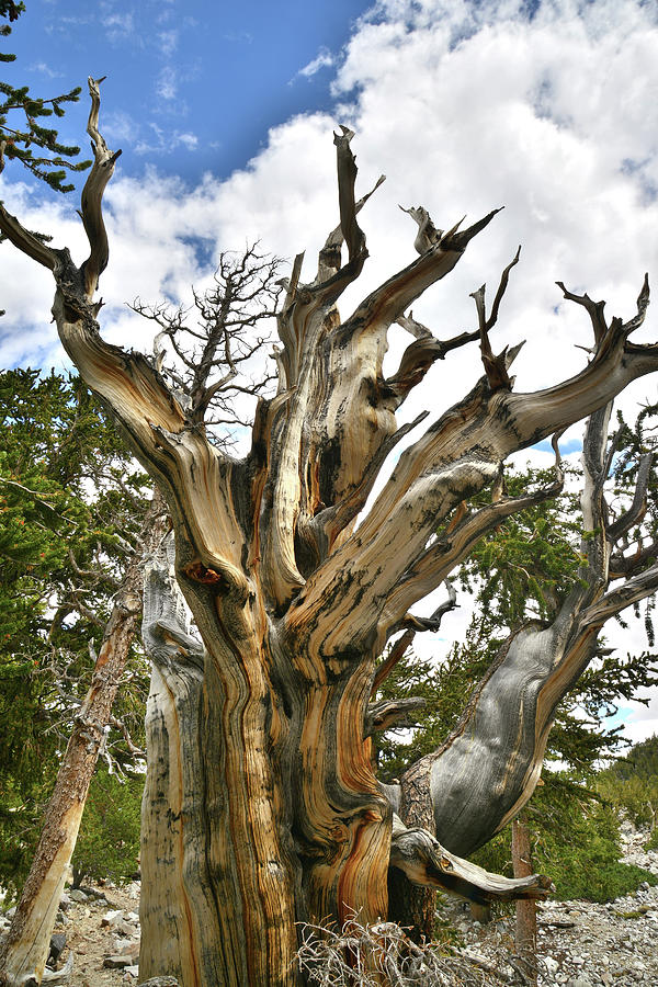 Bristlecone Brute Photograph by Ray Mathis