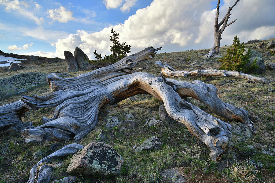 Bristlecone Down on Mt. Evans Photograph by Ray Mathis