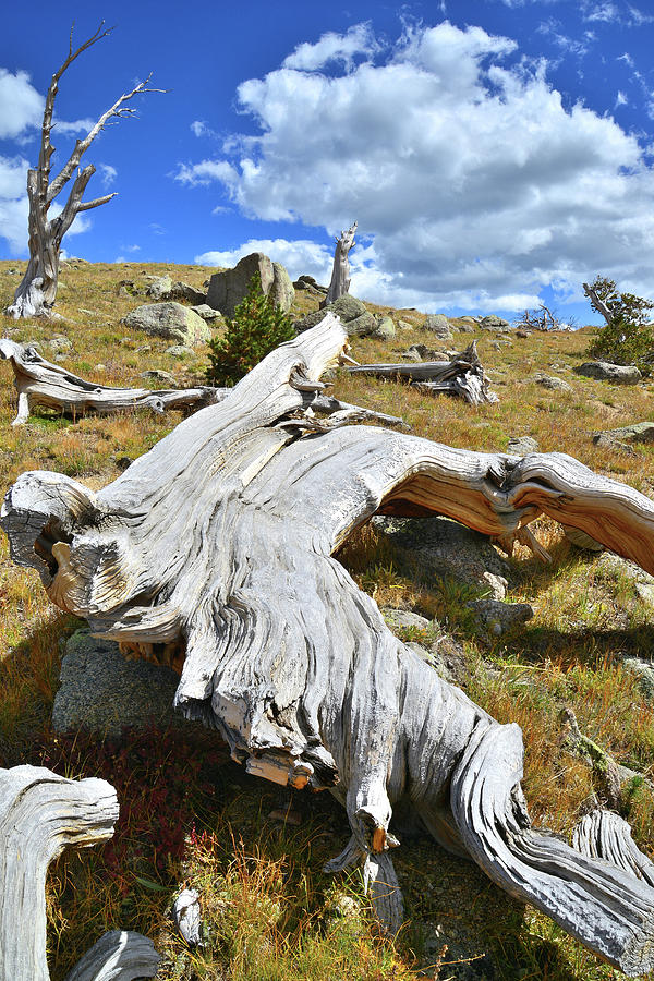 Bristlecone Down Photograph by Ray Mathis