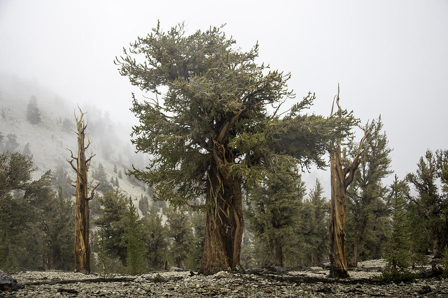 Bristlecone Elder Photograph by Dusty Wynne