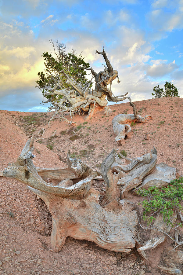 Bristlecone Graveyard Photograph by Ray Mathis