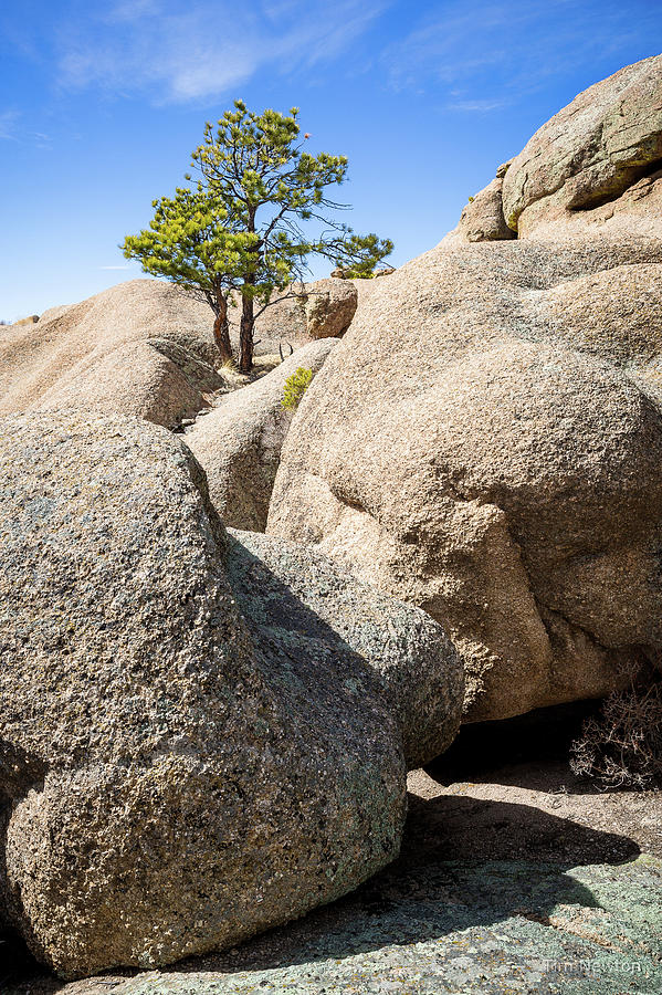 Bristlecone in Granite 1 Photograph by Tim Newton