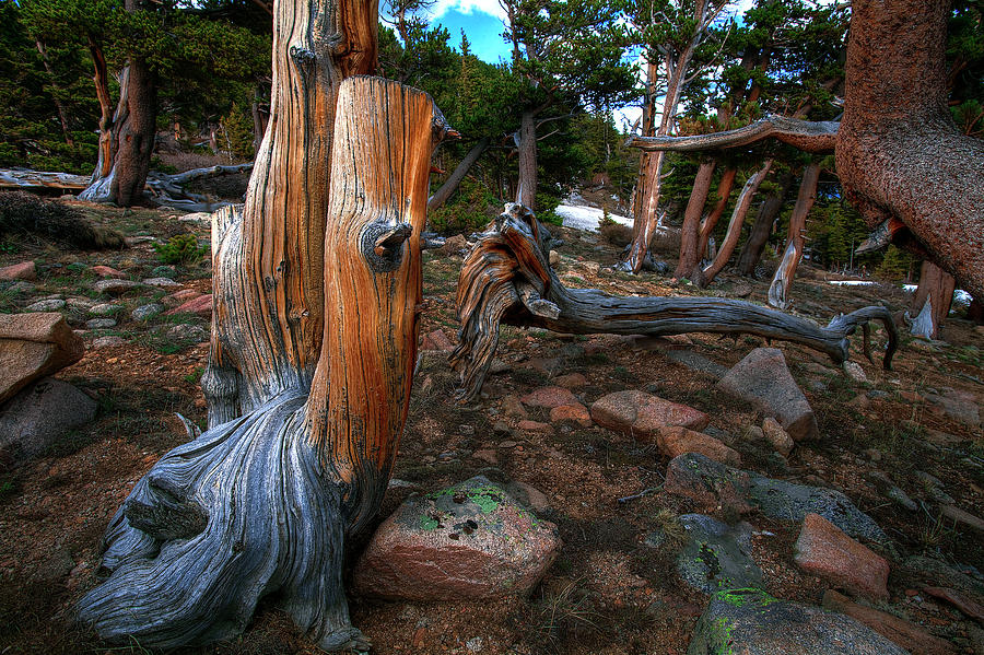 Bristlecone Photograph by Mike Flynn