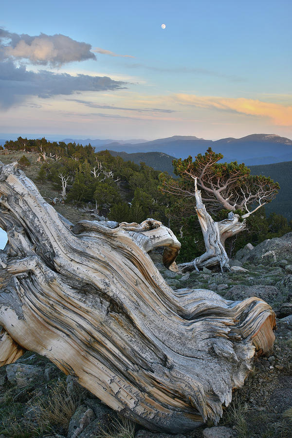 Bristlecone Moonrise on Mt. Evans Photograph by Ray Mathis