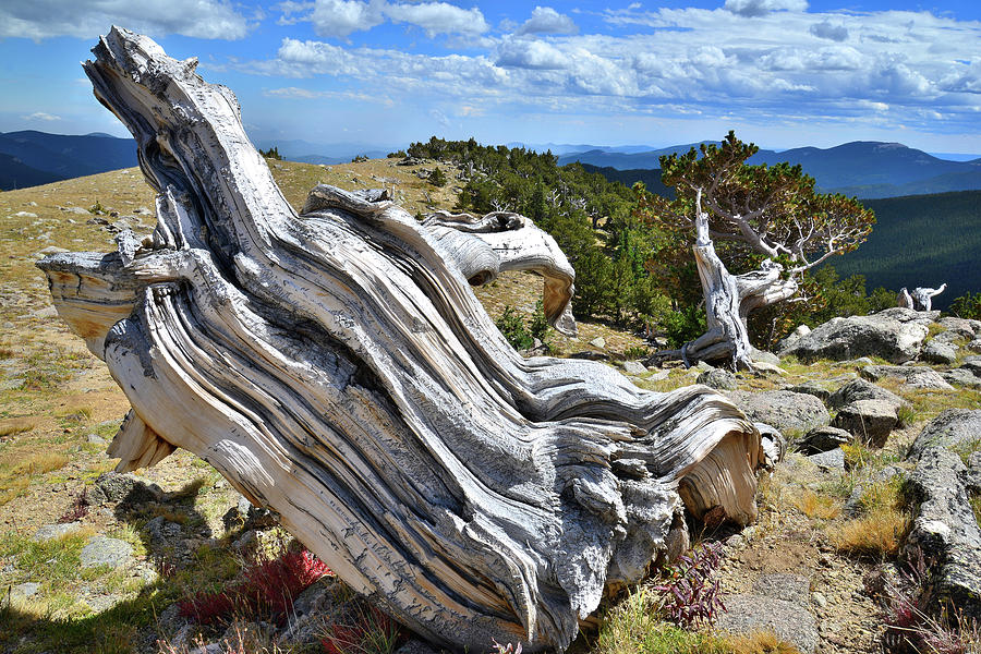 Bristlecone on Top of the Mountain Photograph by Ray Mathis