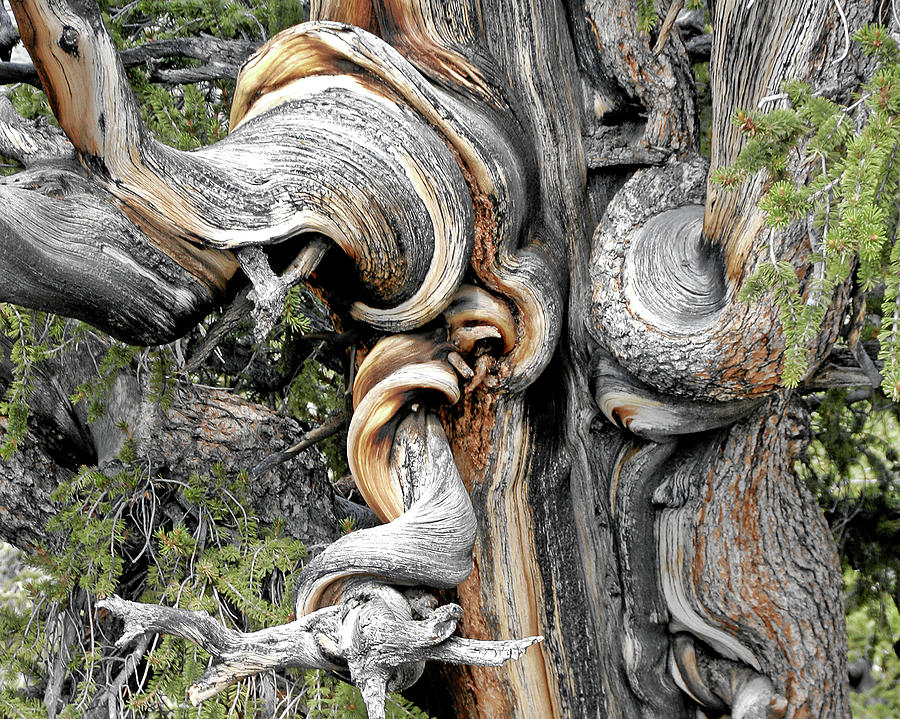 Bristlecone Pine - I am not part of history - history is part of me Photograph by Alexandra Till
