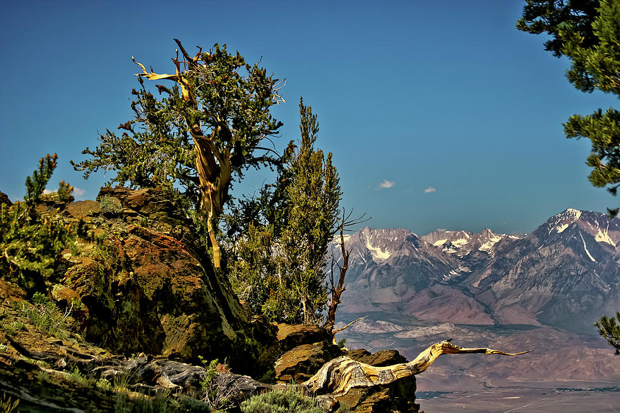 Bristlecone Pine  Photograph by Albert Seger