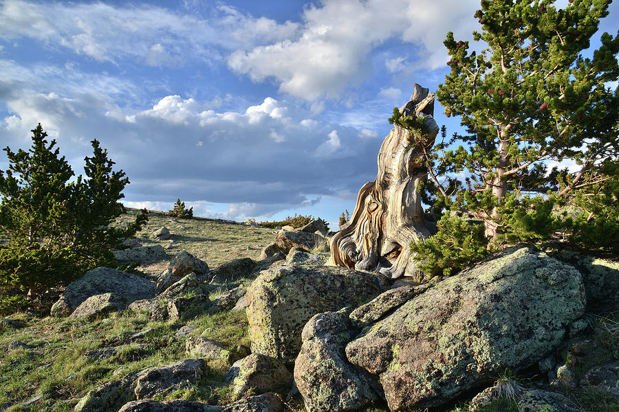 Bristlecone Pine along Mt. Evans Highway Photograph by Ray Mathis