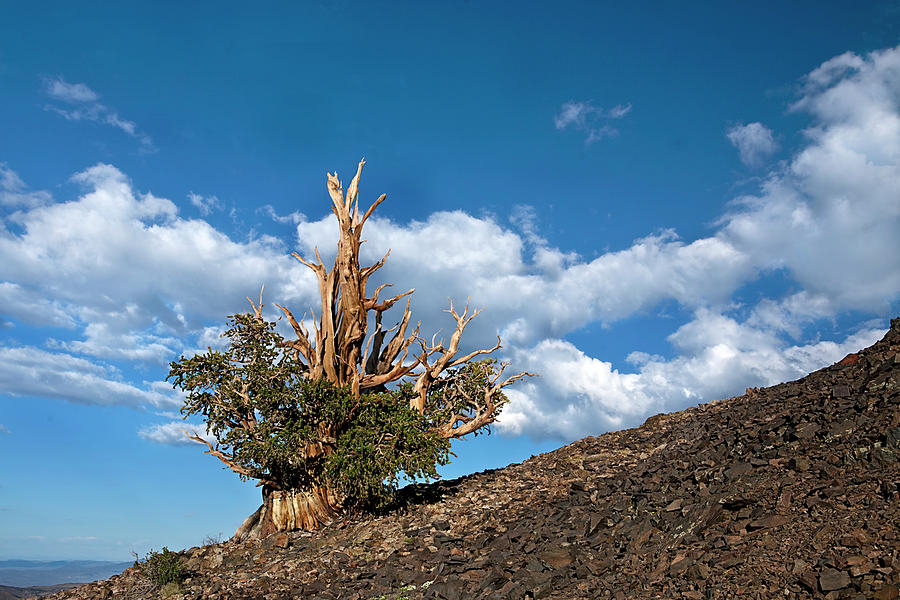 Bristlecone Pine Photograph by C VandenBerg