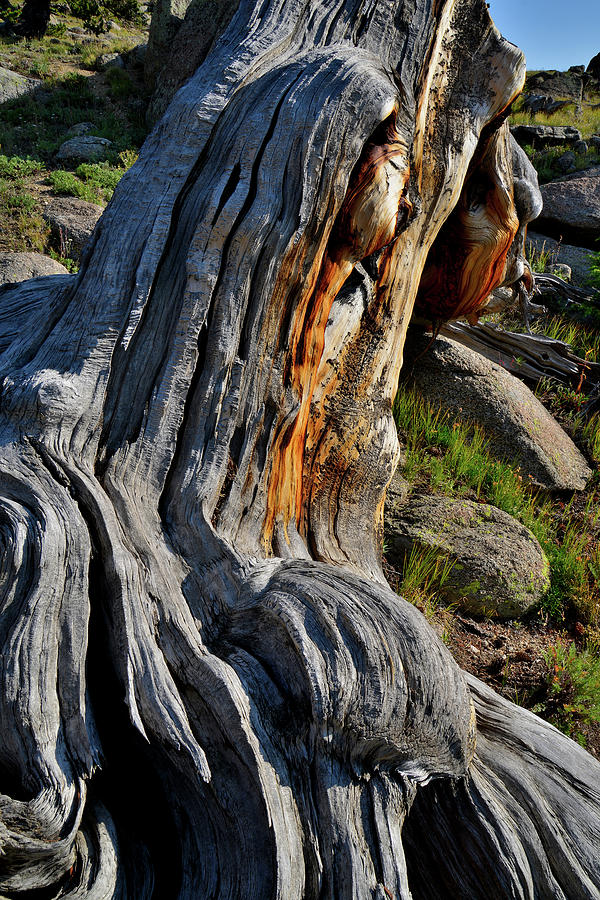 Bristlecone Pine Closeup on Mt. Goliath Photograph by Ray Mathis