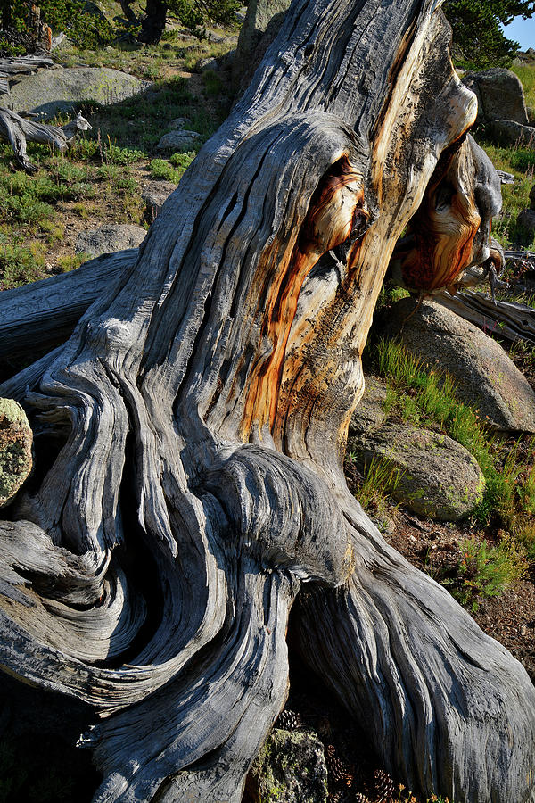 Bristlecone Pine Detail on Mt. Goliath Photograph by Ray Mathis