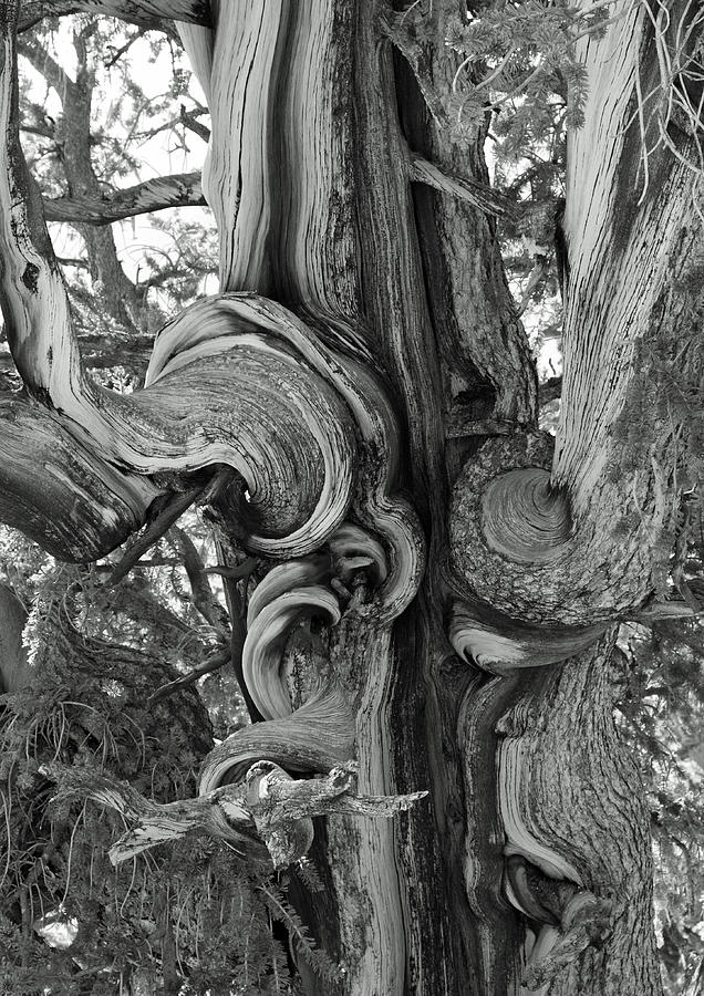 Tree Photograph - Bristlecone Pine Detail by Troy Montemayor