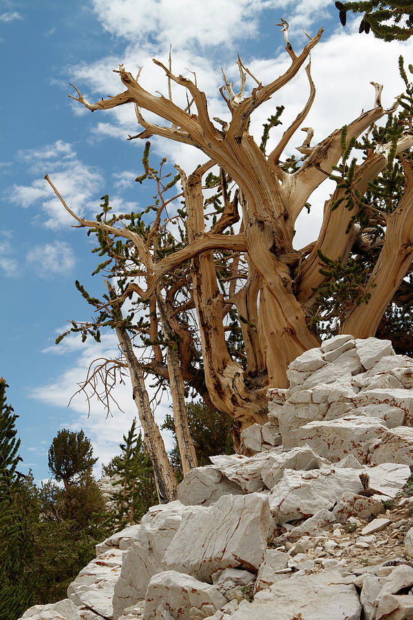 Bristlecone Pine 6 Photograph by Duncan Selby