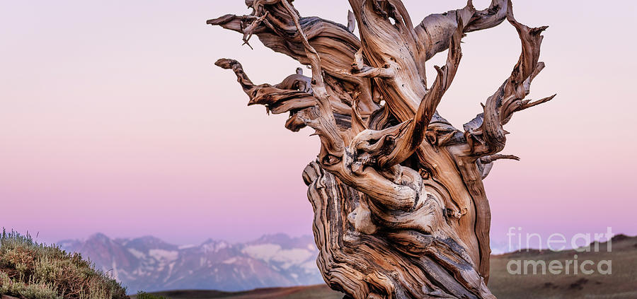 Bristlecone Pine - Early Morning - 2 Photograph by Olivier Steiner