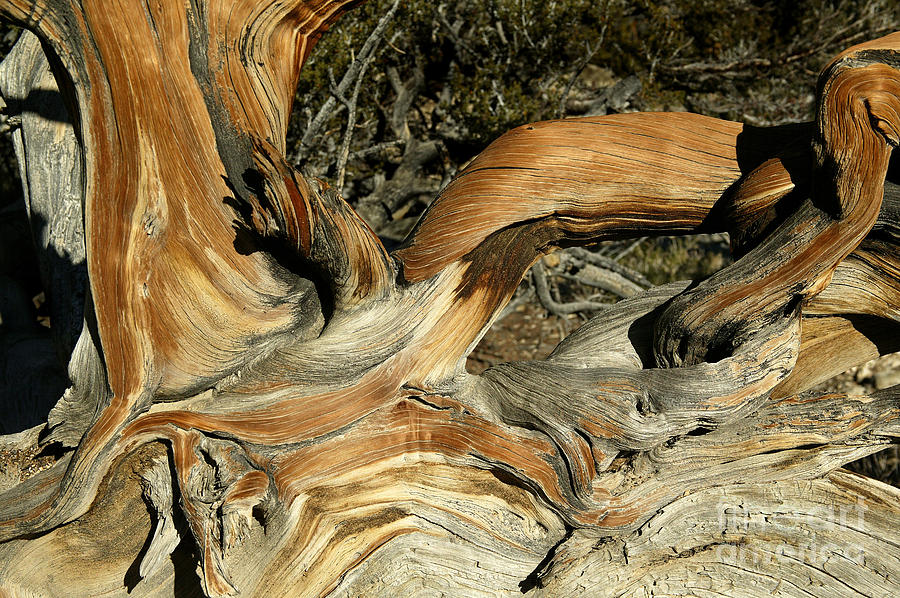 Bristlecone Pine Photograph by Inga Spence