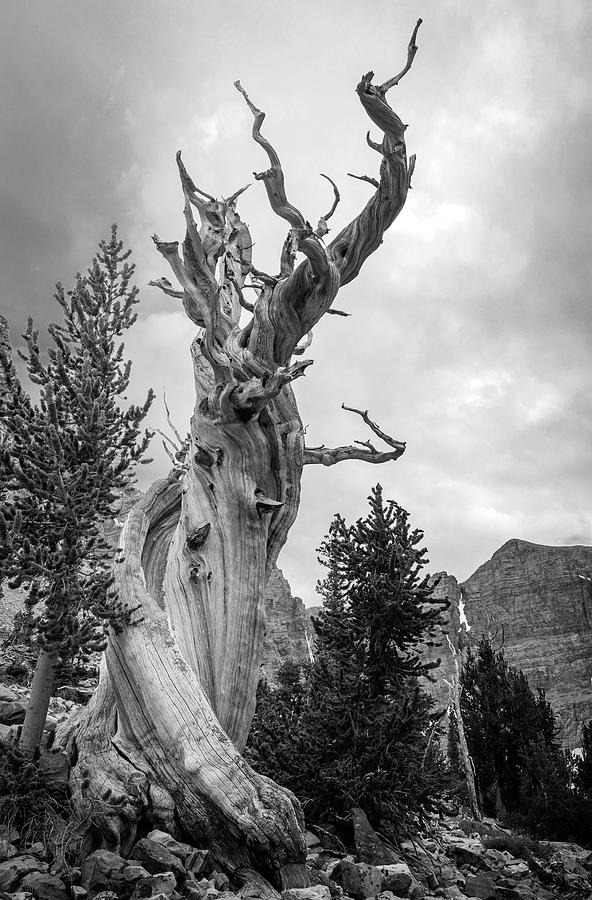 Great Basin National Park Photograph - Bristlecone Pine by Wasatch Light