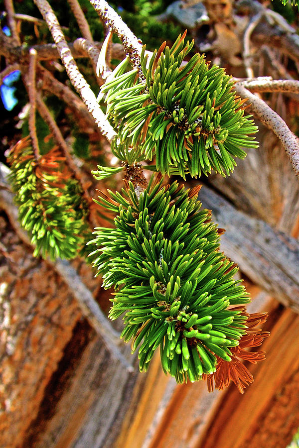 Bristlecone Pine Needles on Ramparts Trail in Cedar Breaks National Monument, Utah  Photograph by Ruth Hager