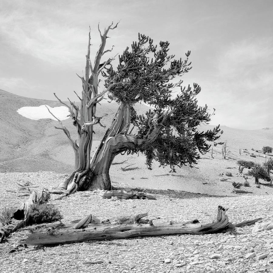 Bristlecone Pine - Patriarch Grove, California Photograph by Steve ...