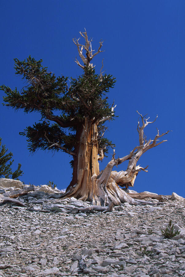 Bristlecone Pine - Patriarch Grove Photograph