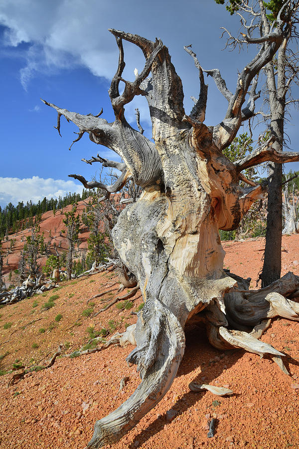 Bristlecone Pine Photograph by Ray Mathis