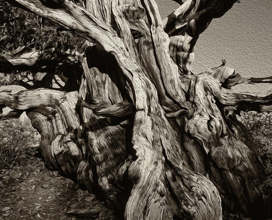 Bristlecone Pine Study Photograph